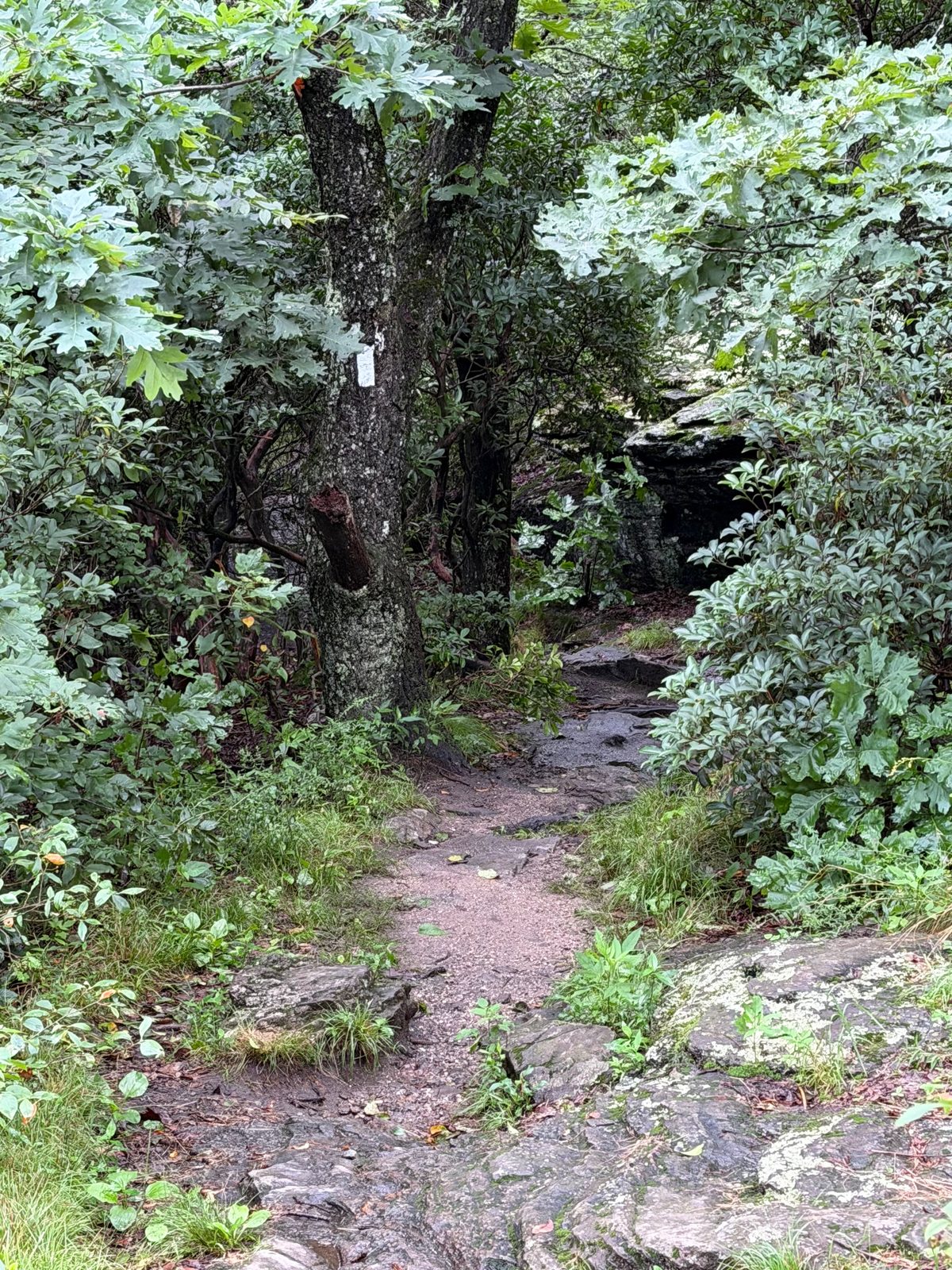 A white AT blaze painted on a tree trunk along a wooded trail