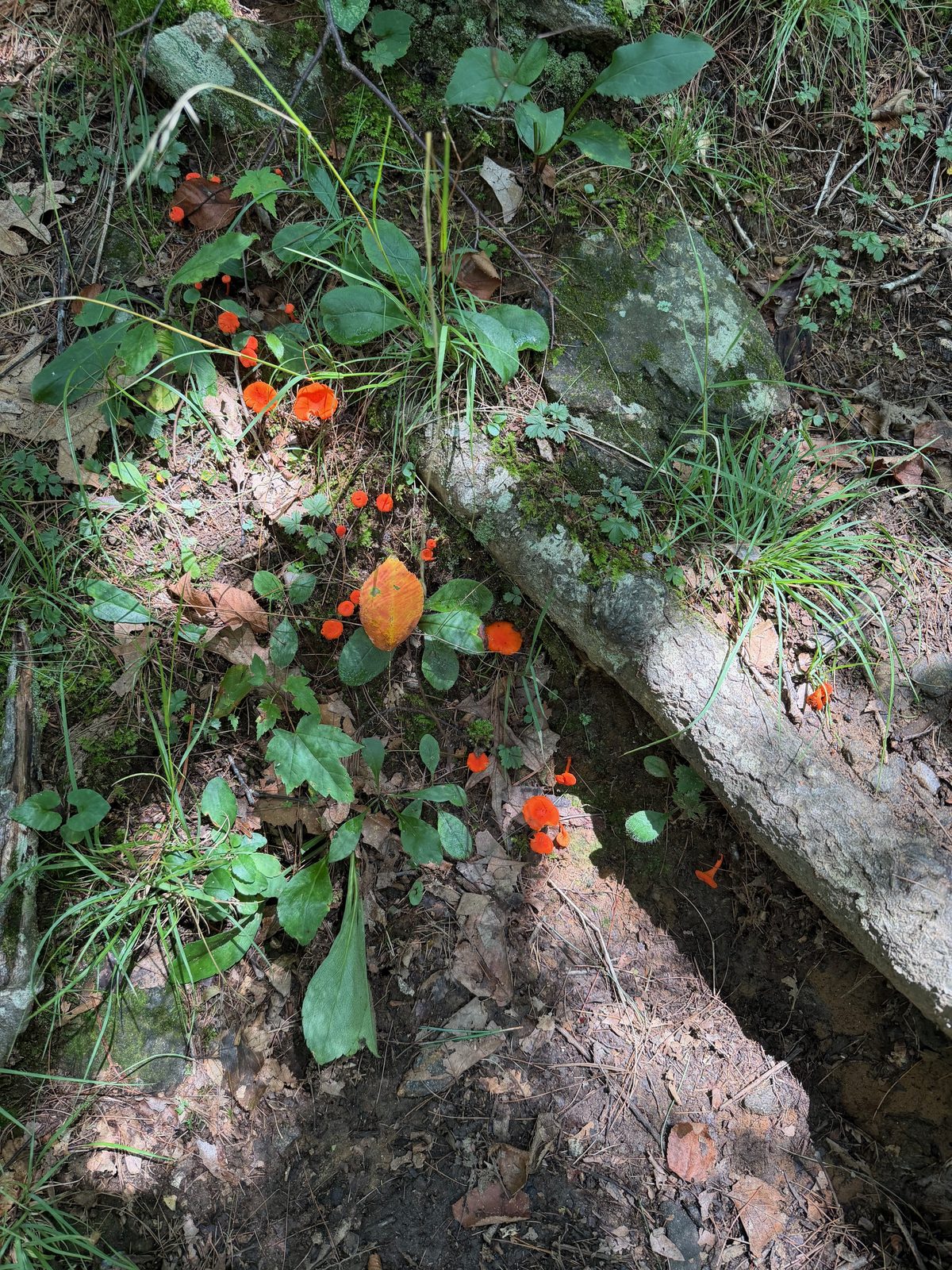 Small orange mushrooms growing among rocks and leaves on the forest floor