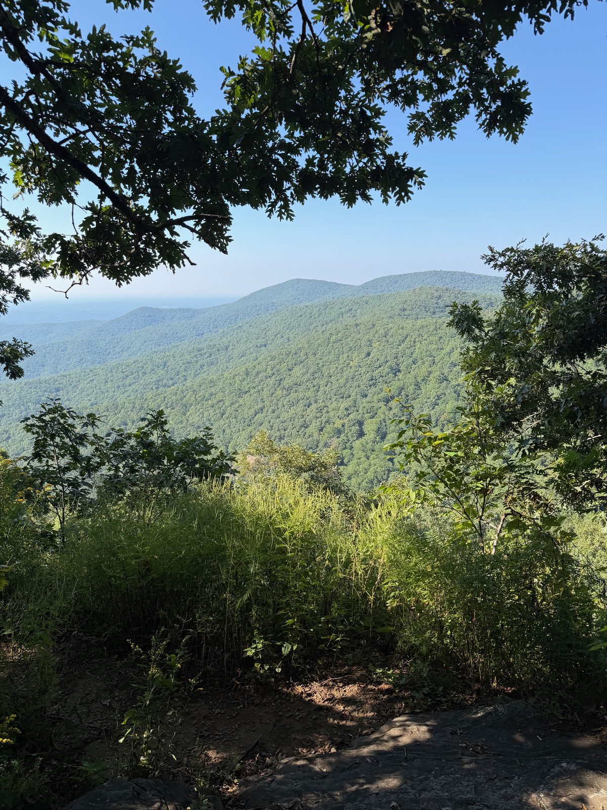 A view of layered mountain ridges framed by an overhanging tree branch